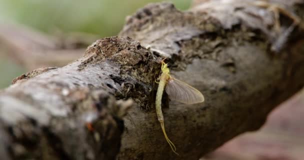 塞尔维亚蒂萨河岸边的一根树枝上 长尾果蝇正在飞 — 图库视频影像