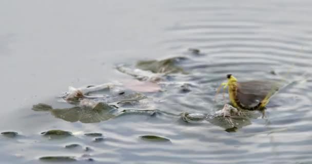 一只长尾蝶栖息在蒂萨河的叶子上 旁边是它的外骨骼 — 图库视频影像
