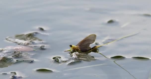 Mayfly Long Tailed Que Descansa Folha Rio Tisza Lado Seu — Vídeo de Stock