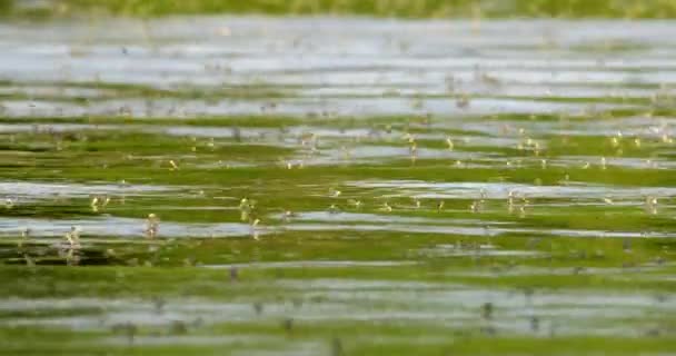 Sværm Gule Langhalede Mayflies Overfladen Floden Tisza Serbien – Stock-video