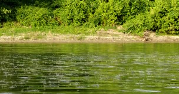 セルビアの 川に浮かぶ セルビアの美しい晴れた夏の日 — ストック動画