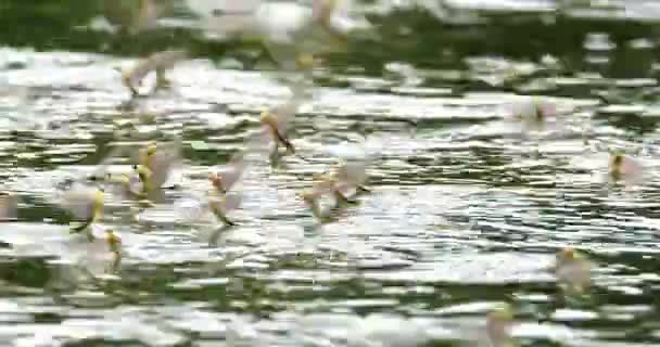 Images Rapprochées Éphémères Longue Queue Survolant Surface Rivière Tisza — Video