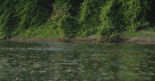 夏にティザ川に咲く驚くべき自然現象 — ストック動画