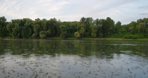 Doğa Görüntüleri Tisza Nehrinin Üzerinde Uzun Kuyruklu Mayıs Sineklerinin Yıllık — Stok video