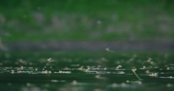 Макро Відео Одиночних Довгохвостих Мух Скелі Березі Річки Тиси — стокове відео