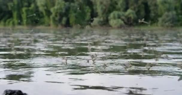 Grande Enxame Moscas Moscas Vistas Margem Rio Tisza Sérvia — Vídeo de Stock