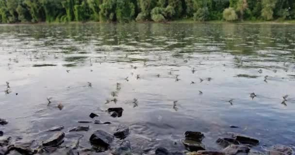 Natuurbeelden Van Langebaanvliegen Die Paren Rivier Tisza Servië — Stockvideo