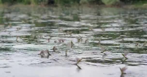 Zbliżenie Materiału Filmowego Długodystansowymi Muchami Unoszącymi Się Nad Powierzchnią Rzeki — Wideo stockowe