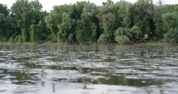 塞尔维亚Tisza河水面长尾果蝇的交配季节 — 图库视频影像
