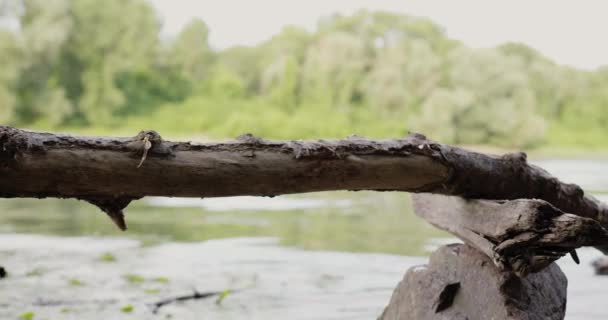 Detailní Záběry Dlouhoocasé Ježibabky Která Odpočívá Větvi Stromu Nad Řekou — Stock video