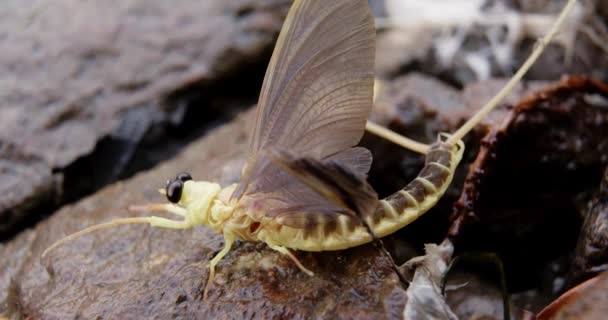 Tisza河岸边岩石上单个长尾苍蝇的宏观视频 — 图库视频影像