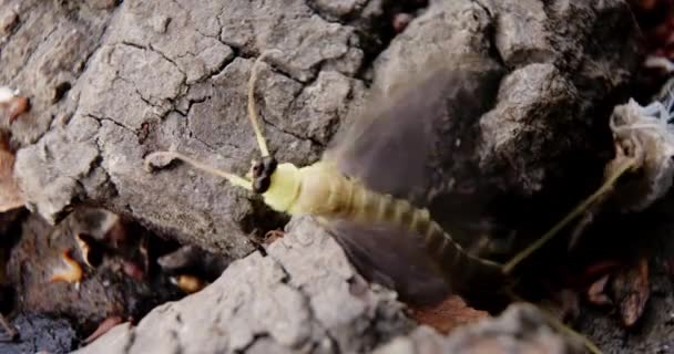 Macro Vídeo Único Mayflies Cauda Longa Uma Casca Árvore — Vídeo de Stock