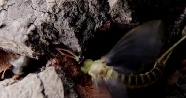 Macro Vídeo Único Mayflies Cauda Longa Uma Casca Árvore — Vídeo de Stock