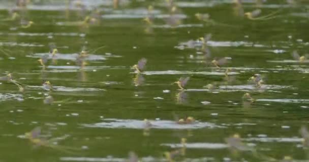 Enjambre Mariposas Cola Larga Superficie Del Río Tisza Serbia — Vídeo de stock
