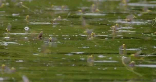 塞尔维亚Tisza河水面上成群结队的长尾果蝇 — 图库视频影像