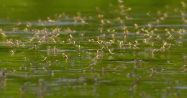 塞尔维亚Tisza河水面上成群结队的长尾果蝇 — 图库视频影像