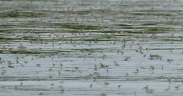 Μεγάλο Σμήνος Μακριών Μυγών Κατά Διάρκεια Ωρών Ζευγαρώματος Στον Ποταμό — Αρχείο Βίντεο