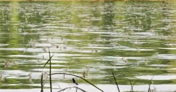 Πλάνα Μακριών Μυγών Που Ζευγαρώνουν Στην Επιφάνεια Του Ποταμού Τίσζα — Αρχείο Βίντεο