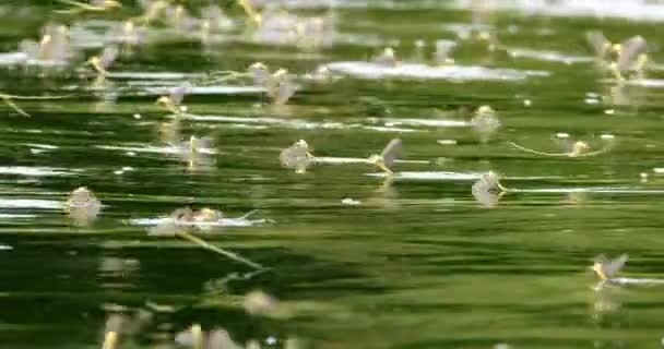 Przyroda Wideo Pokazujące Długie Ogony Mayflies Locie Nad Powierzchnią Rzeki — Wideo stockowe