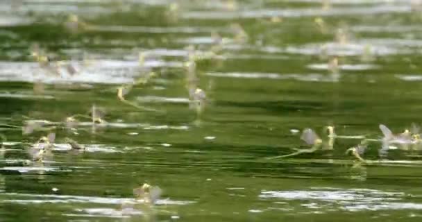 Příroda Video Ukazující Dlouhoocasé Jepice Letu Nad Povrchem Řeky — Stock video