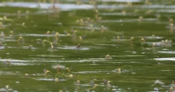 Příroda Video Ukazující Dlouhoocasé Jepice Letu Nad Povrchem Řeky — Stock video