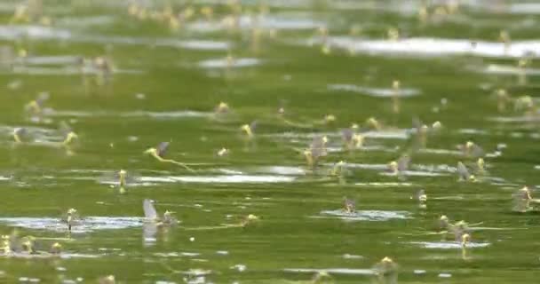蒂萨河上成群结队的长尾果蝇美丽的自然画面 — 图库视频影像
