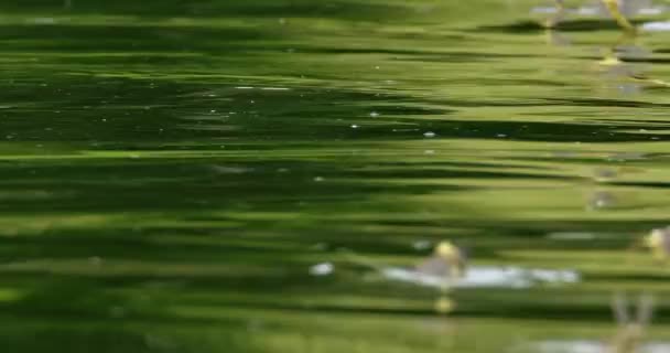Pandangan Dekat Dari Panjang Ekor Lalat Muncul Dari Sungai Tisza — Stok Video
