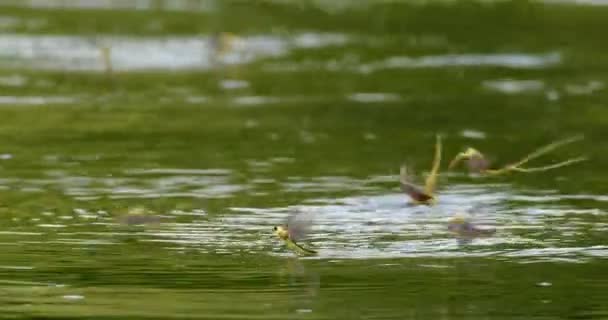Kuyruklu Mayıs Sinekleri Kuyruklarını Suya Kıstırıp Tisza Nehrinin Yüzeyinde Uçuyor — Stok video
