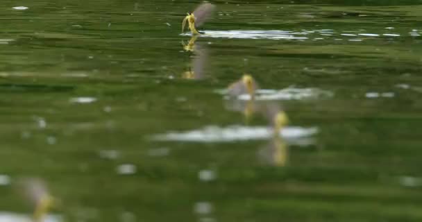 蒂萨河盛开 期间长尾果蝇的特写镜头 — 图库视频影像
