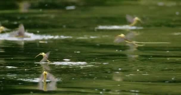 Närbild Bilder Långstjärtade Dagsländor Blomningen Floden Tisza — Stockvideo