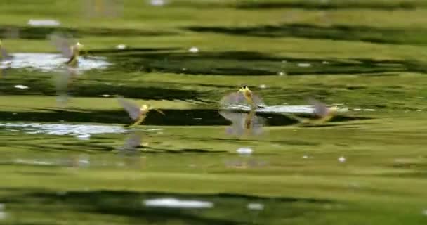 Fantastisk Närbild Video Långstjärtade Dagsländor Ytan Floden Tisza — Stockvideo