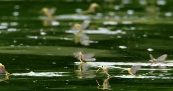Удивительное Видео Длиннохвостых Бабочек Поверхности Реки Тиса — стоковое видео