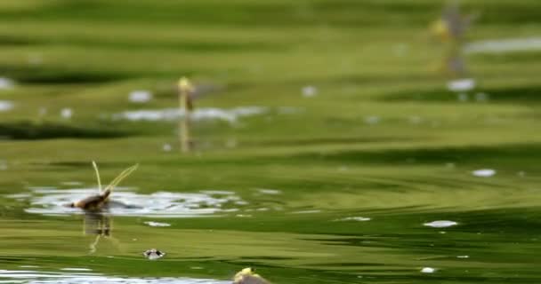 Nahaufnahme Von Theiß Eintagsfliegen Bei Der Paarung Der Flussoberfläche — Stockvideo