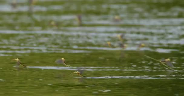 交配时间 成群结队的长尾蜻蜓在河面上空飞舞 — 图库视频影像