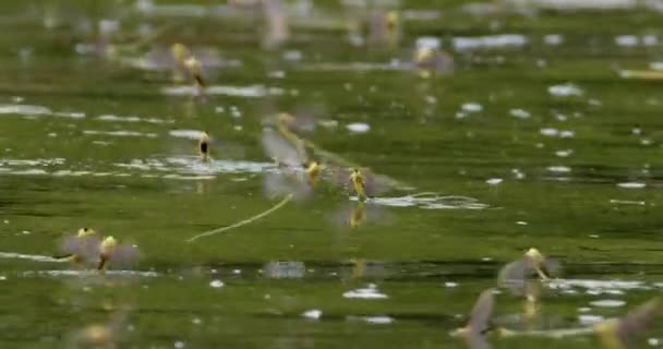 川の表面上を移動する長尾のハエの群れの映像を閉じる — ストック動画