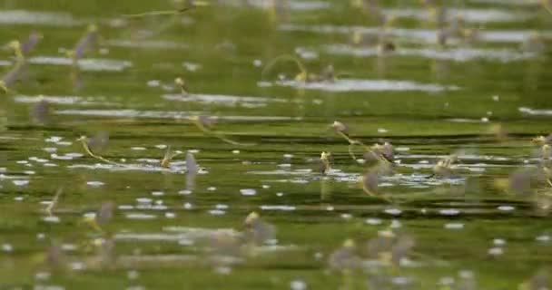 Close Footage Swarm Long Tailed Mayflies Moving River Surface — Stock Video