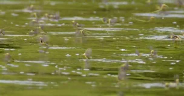 特写镜头显示成群结队的长尾果蝇在河面上飞舞 — 图库视频影像