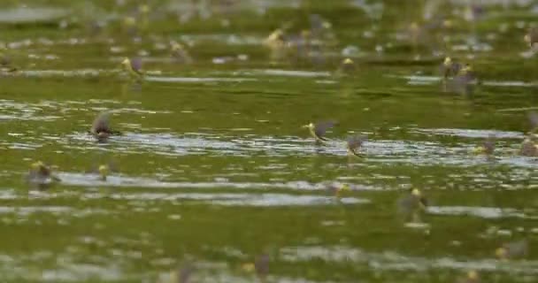 特写镜头显示成群结队的长尾果蝇在河面上飞舞 — 图库视频影像