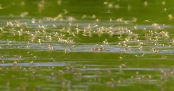 Close Footage Swarm Long Tailed Mayflies Moving River Surface — Stock Video