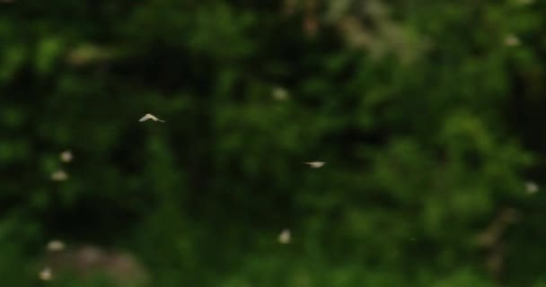 Довгожирні Метелики Захопили Літаючі Зелені Ліси Фоні Сербії — стокове відео