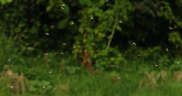 Långkaklade Dagsländor Fångade Flygande Gröna Skogar Bakgrunden Serbien — Stockvideo