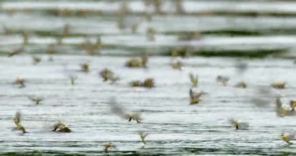 セルビアのティッツァ川で交配時間中に長尾のハエの大きな群れ — ストック動画