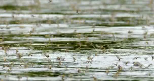 Grande Enxame Flebotomíneos Cauda Longa Durante Acasalamento Rio Tisza Sérvia — Vídeo de Stock