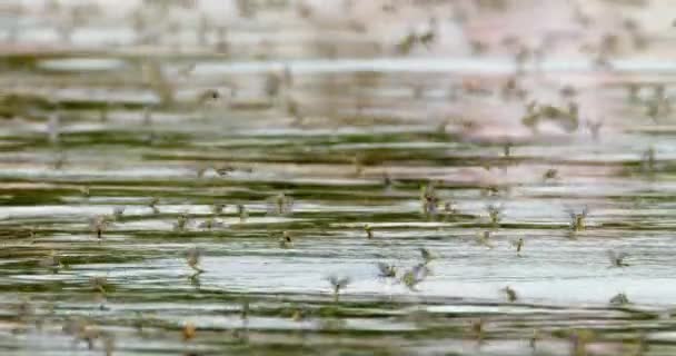 Μεγάλο Σμήνος Μακριών Μυγών Κατά Διάρκεια Ωρών Ζευγαρώματος Στον Ποταμό — Αρχείο Βίντεο