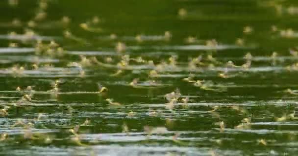 在每年的交配过程中 长尾蜻蜓惊人的特写镜头 — 图库视频影像