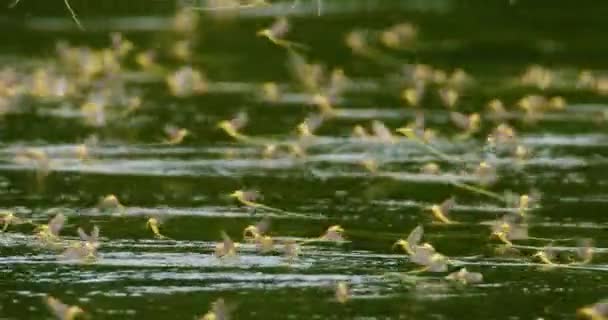 Amazing Close Footage Long Tailed Mayflies Annual Mating — Stock Video