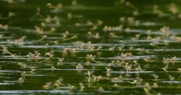 Yıllık Çiftleşme Sırasında Uzun Kuyruklu Mayıs Sineklerinin Inanılmaz Yakın Çekim — Stok video