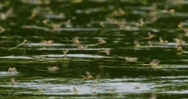 Tisza河每年交配期间 长尾蜻蜓的惊人镜头 — 图库视频影像