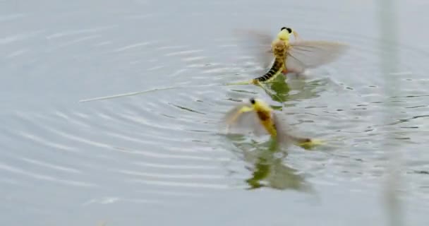 在一年一度的交配活动中捕获的一种长尾蜻蜓 — 图库视频影像