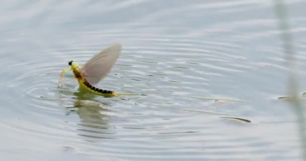 Tisza河沿岸单个长尾果蝇移动的特写镜头 — 图库视频影像